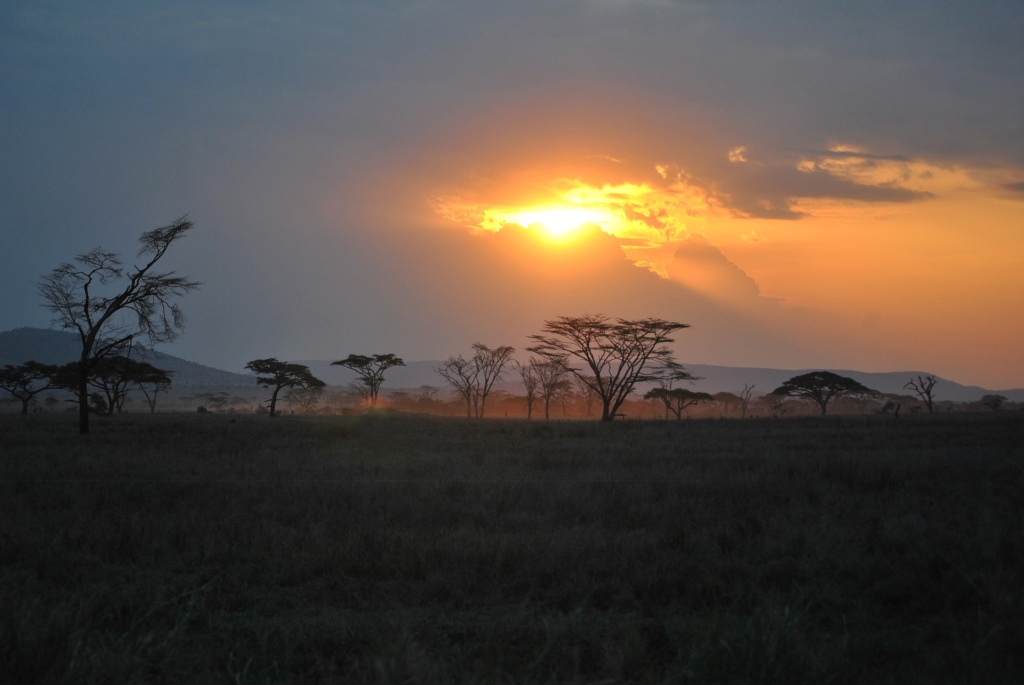 Serengeti nation park african safaris