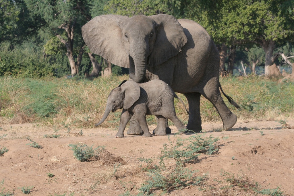 African elephant spotted during safaris