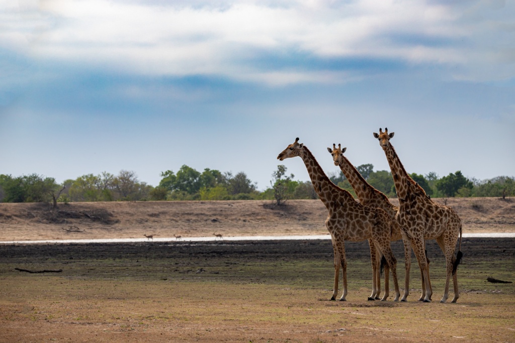 Girrafes in an african safari