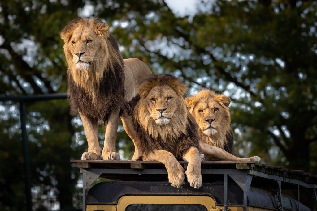 African lions on a safari jeep