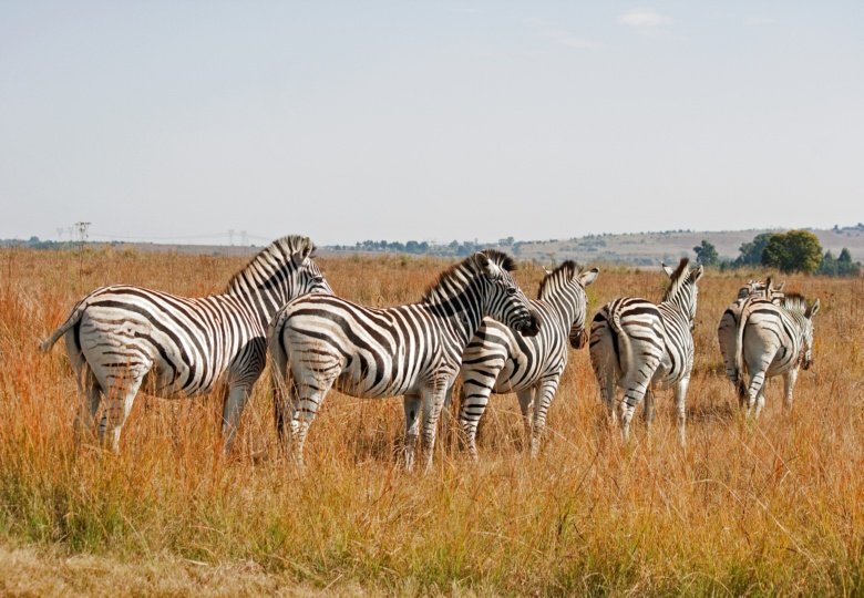 Zebras_grassland