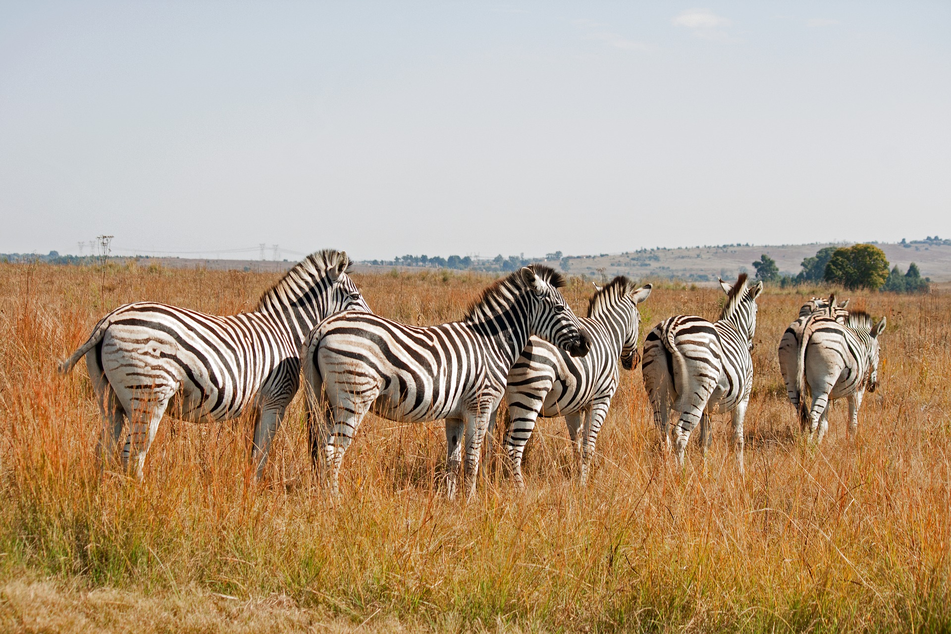 Zebras_grassland