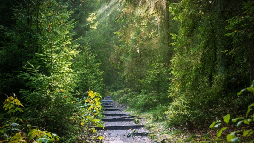 Beautiful Forest Bathing: Extra Mindfulness By Immersing In Nature’s Finest
